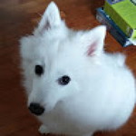 Nicholas Ho profile icon