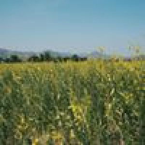 Punpun Ppun profile icon