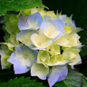 Aumpai Janterp profile icon