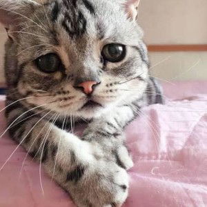 Phronpavee Anbat profile icon