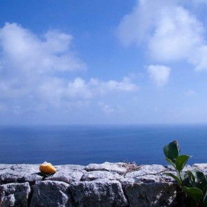 Robin Tan profile icon