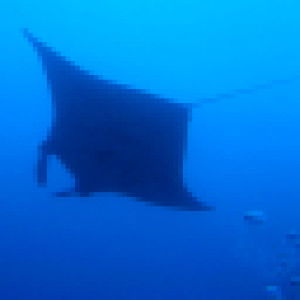 Ina Arabia profile icon