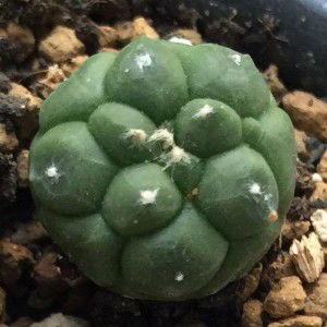 Wichyada Kuyo profile icon