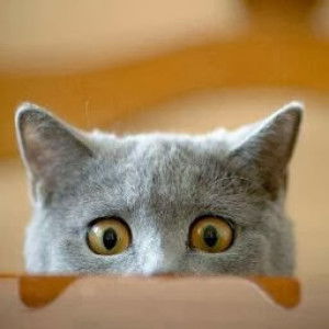 zak Saleh profile icon