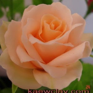 rosjana Kanya profile icon