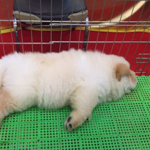 Moonoon Pigpig profile icon