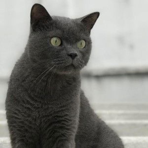 Kaewmini Onweena profile icon