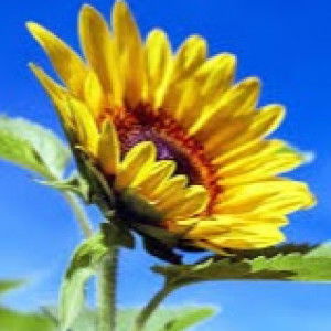 Nuramalina Norzaini profile icon