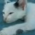 Kurniati Surya profile icon