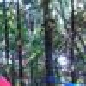 Cicha Cahaya profile icon