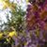 Chanya Juan profile icon