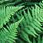 Pola Biru profile icon