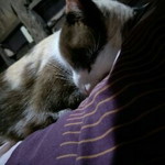 Rossmalin Limkun profile icon