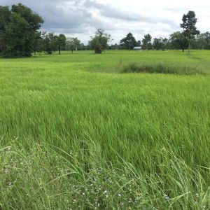 Suthasinee Suksathan profile icon