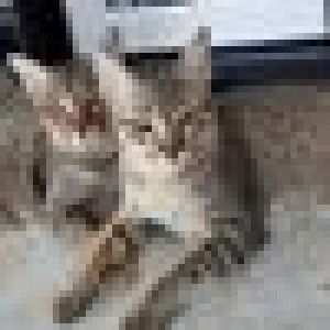 Moodang's Ory profile icon