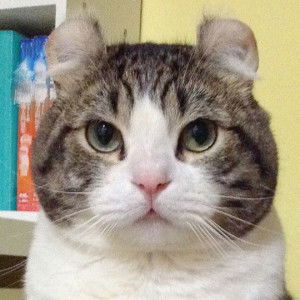 Tong Nguyen Mai profile icon