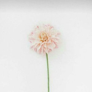 Larasati profile icon