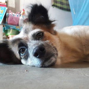 Seangtean Som profile icon