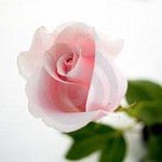 รสชาติ แห่งความรัก profile icon