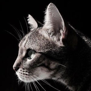 Sara Pleesudjai profile icon