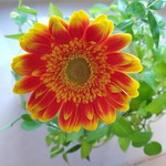 Maddy Tan profile icon