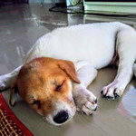 ลีโอ งับ งับ profile icon
