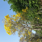 Yuni Jasmine profile icon