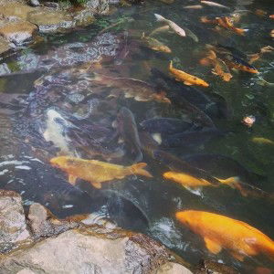 Sanditya profile icon