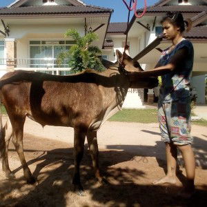 ศิริภาพร ส้มโอ แก้วเจริญ profile icon