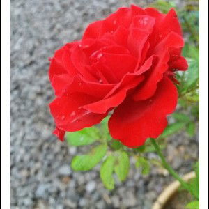 Quennara profile icon