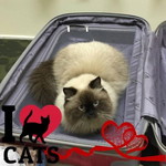 Subhashinnee Ravikumar profile icon