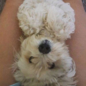 Jacinta Chin-Voon profile icon