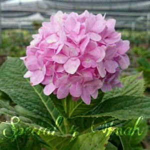 Umi MFH profile icon