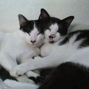 saeyoung sensei profile icon