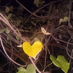 กกกกกากา อย่ารู้เลย profile icon