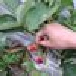 Ian Prasetyantinah profile icon