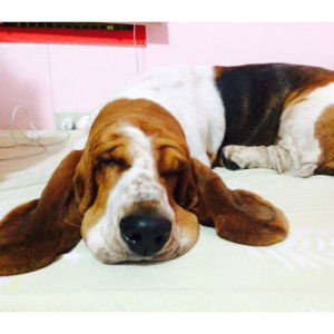 novesse mamaril profile icon