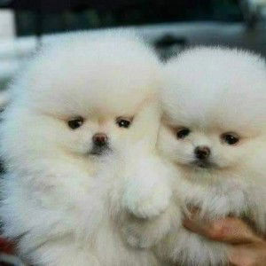 Scarlett Johannson profile icon