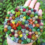 Warna Ni profile icon