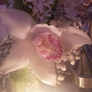 Orchid Sue profile icon