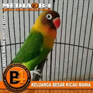 Sibeng Bae profile icon