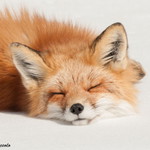 Sleepy Fox profile icon