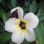 Rizky Ananda Lubis profile icon