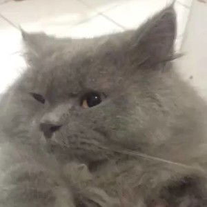 Nina Andriyana Juliyanthie profile icon