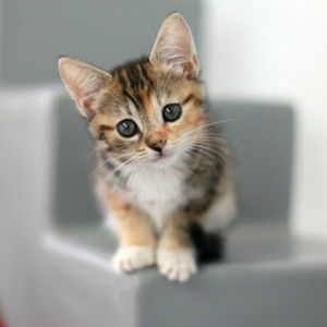 Nurul Ilmi R.H profile icon