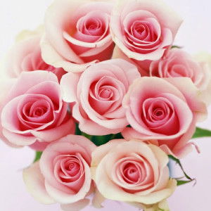 susi ambarwati profile icon