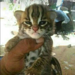 Aizuddin Hashim profile icon