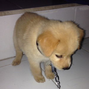 Ketut Radhin profile icon