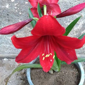 DheAjeng Tika Maulida profile icon