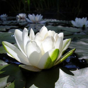 Rina Yulia Ulfa profile icon